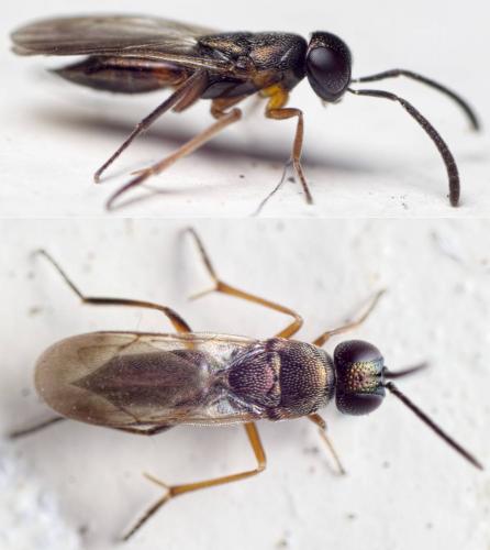 Réf. 138 904 : Ericydnus strigosus