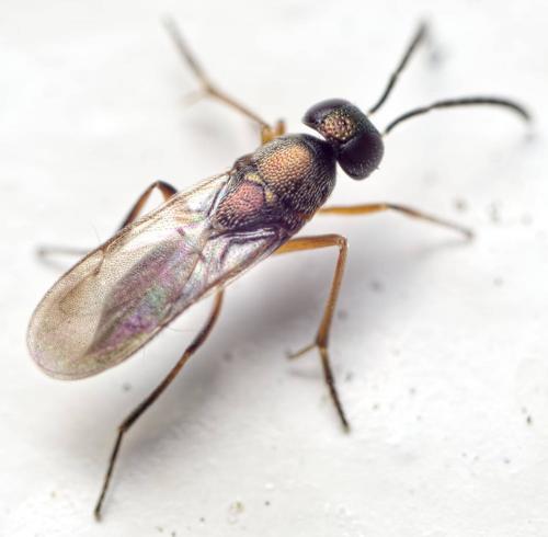 Réf. 138 903 : Ericydnus strigosus