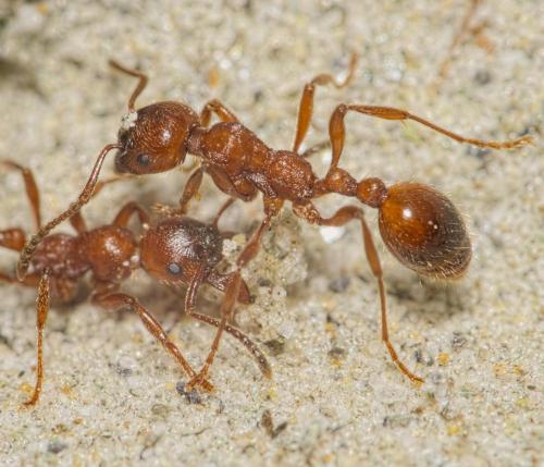 Manica rubida