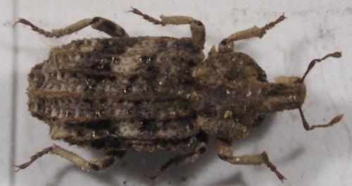 Réf. 138 443 : Entomoderus laesirostris