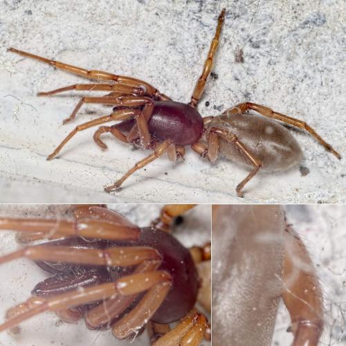 Dysdera crocata