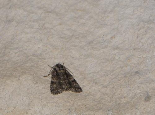 Acronicta rumicis