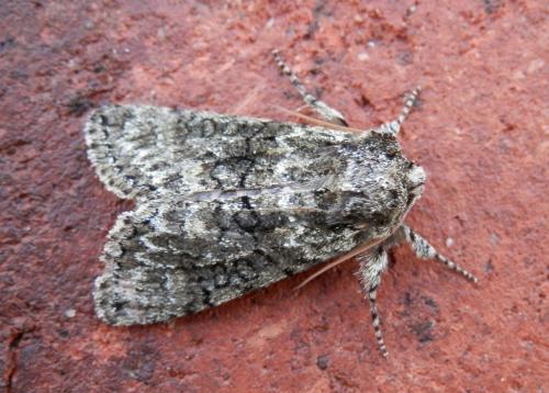 Polyploca ridens