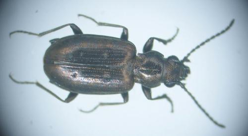 Bembidion bipunctatum