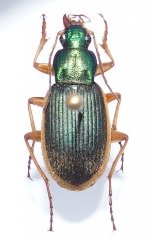 Chlaenius velutinus