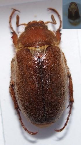 Amphimallon assimile