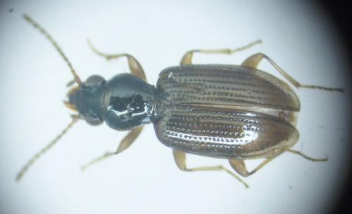 Réf. 138 884 : Bembidion normannum