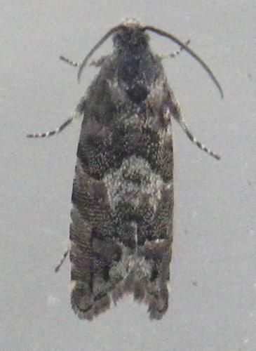 Réf. 138 572 : Pammene splendidulana