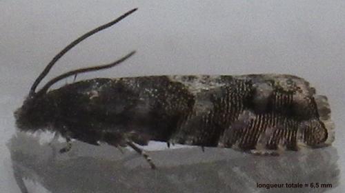 Pammene splendidulana