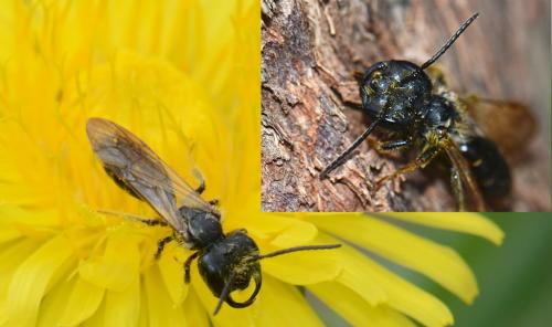 Andrena sp.