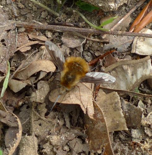 Bombylius major