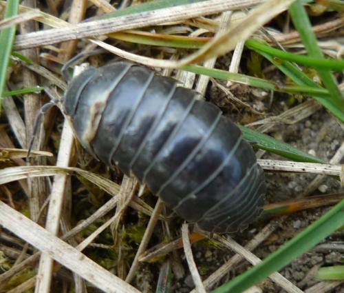 Armadillidium vulgare