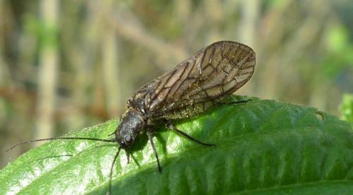 Sialis sp.