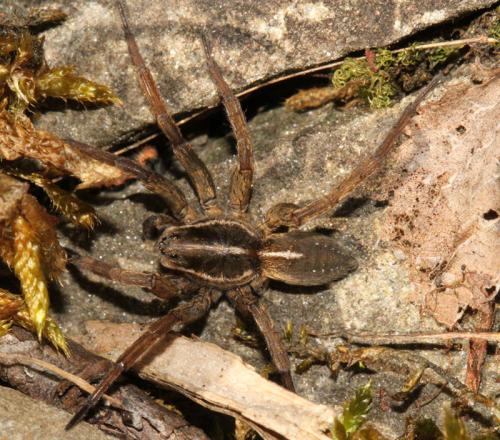 Réf. 138 713 : Trochosa robusta