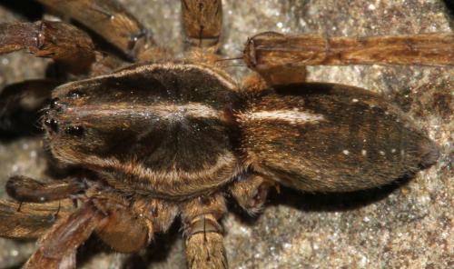 Réf. 138 714 : Trochosa robusta
