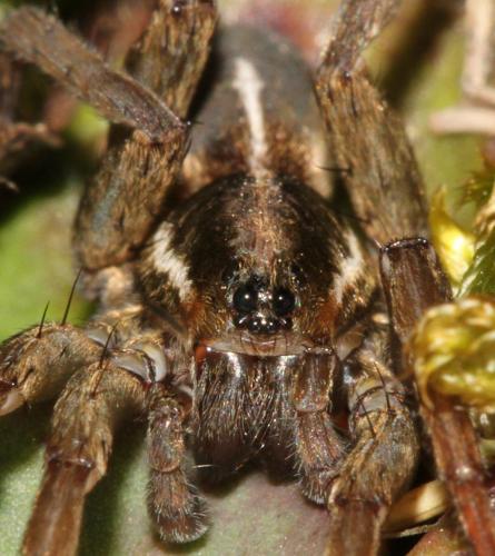 Réf. 138 717 : Trochosa robusta