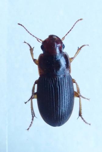 Réf. 138 776 : Harpalus latus