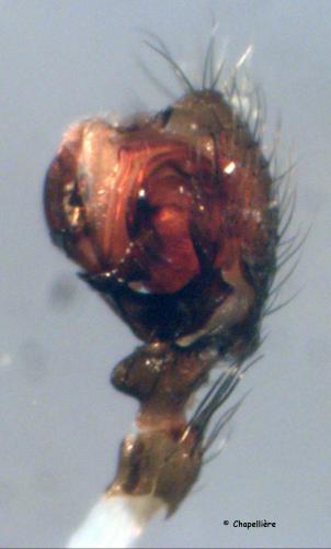 Microneta viaria