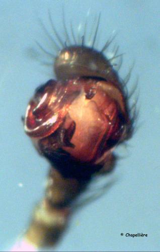 Microneta viaria