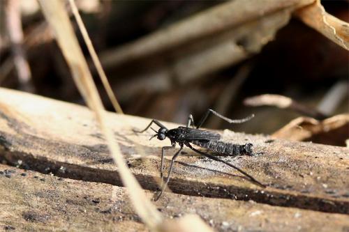 Penthetria funebris
