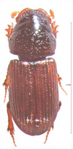 Platytomus gomyi
