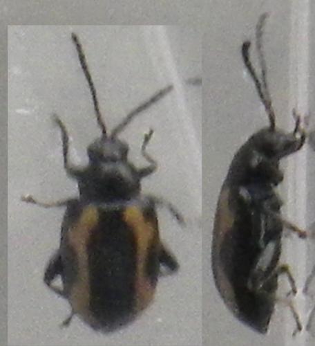 Phyllotreta striolata