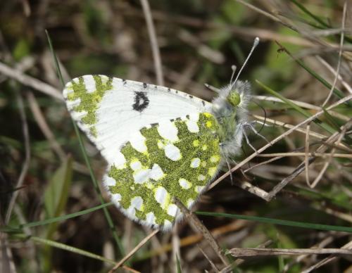 Réf. 138 063 : Euchloe crameri