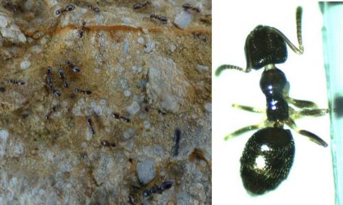 Réf. 138 013 : Plagiolepis pygmaea