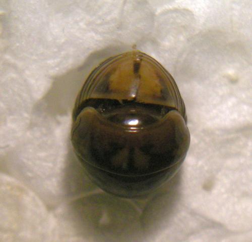 Glomeris connexa