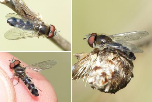 Réf. 138 119 : Platycheirus albimanus