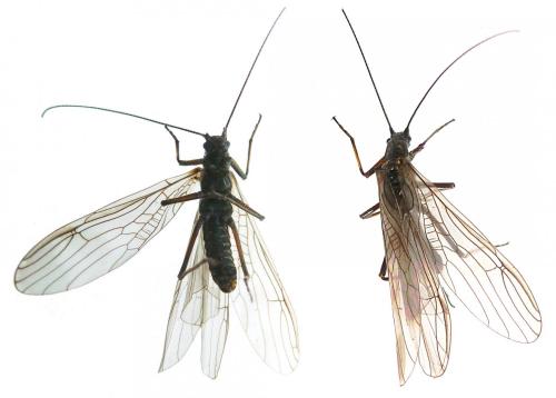 Taeniopteryx schoenemundi
