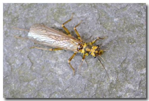 Réf. 138 494 : Perlodes sp.