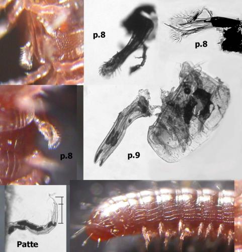 Réf. 138 131 : Choneiulus palmatus