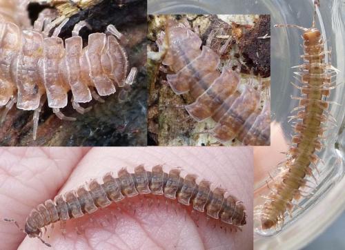 Réf. 138 506 : Polydesmus angustus