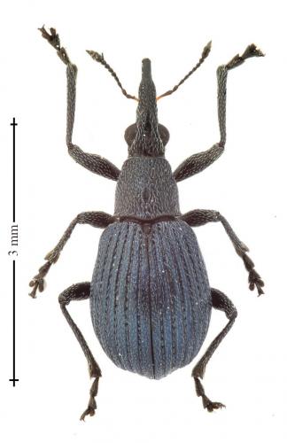 Oxystoma pomonae