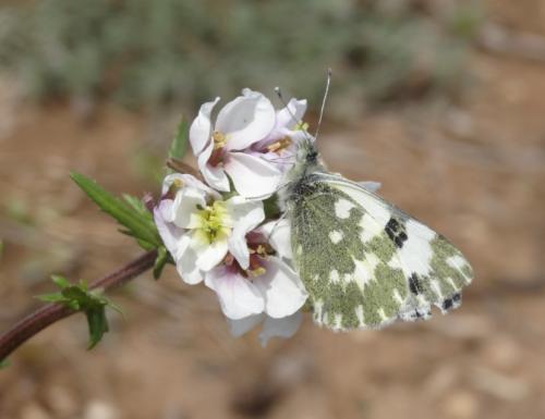 Réf. 138 069 : Pontia daplidice