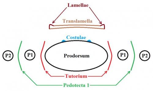 Indéterminé