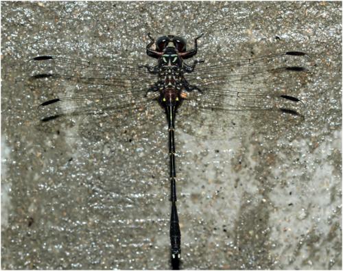 Réf. 138 418 : Progomphus complicatus