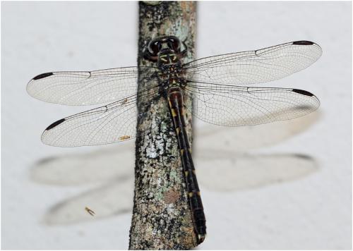 Progomphus complicatus