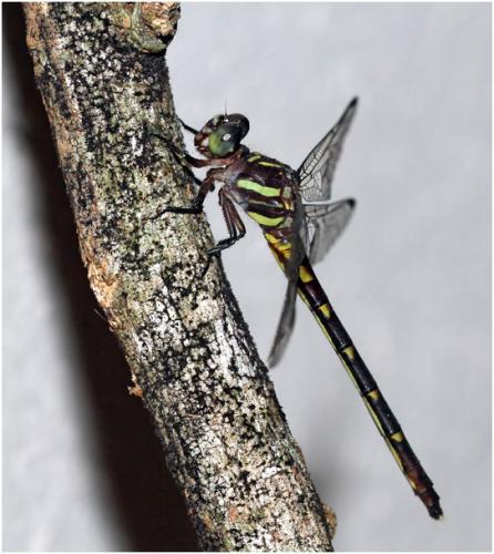 Progomphus complicatus