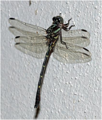 Progomphus complicatus