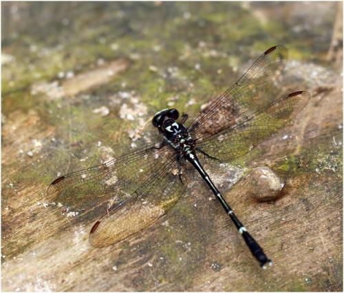 Progomphus gracilis
