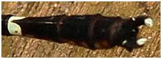 Progomphus gracilis