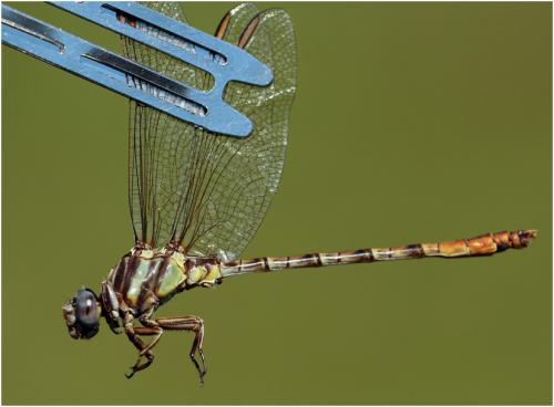Progomphus intricatus