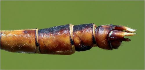 Progomphus intricatus