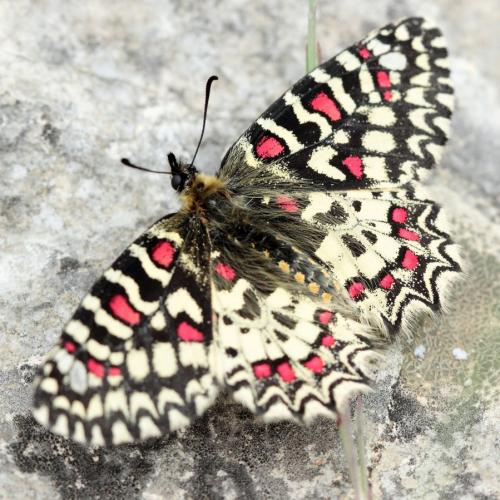 Zerynthia rumina