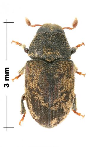 Hylesinus varius