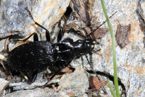 Pterostichus vagepunctatus