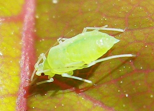 Metopolophium dirhodum