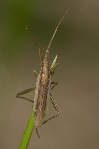 Stenodema laevigata